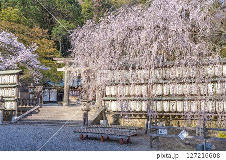 大石神社のしだれ桜(京都市山科区) 大石神社のしだれ桜(京都市山科区) 127216608