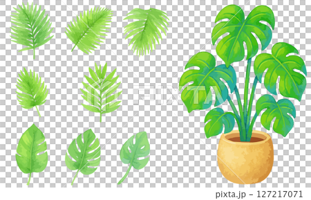 室內植物插畫集 | 溫柔的水彩風格龜背竹與葉子素材 室內植物插畫集 | 溫柔的水彩風格龜背竹與葉子素材 127217071