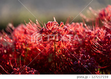 【秋素材】朝日を浴びる彼岸花【長野県】 127217159