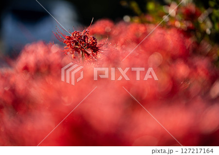 【秋素材】朝日を浴びる彼岸花【長野県】 127217164