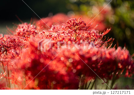 【秋素材】朝日を浴びる彼岸花【長野県】 【秋素材】朝日を浴びる彼岸花【長野県】 127217171