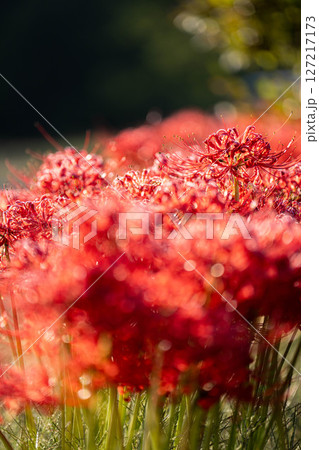 【秋素材】朝日を浴びる彼岸花【長野県】 【秋素材】朝日を浴びる彼岸花【長野県】 127217173