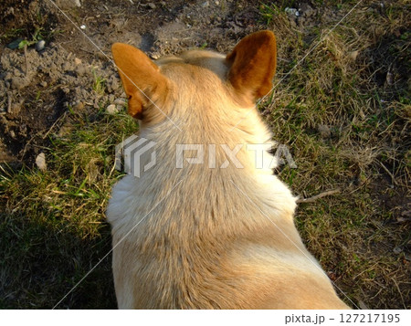 A light-colored dog sits calmly on the grass, soaking up the sun. The fur glistens in the natural light, creating a serene atmosphere perfect for relaxation. 127217195