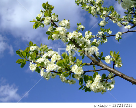 White flowers bloom on the branches of a tree under a bright blue sky, signaling the arrival of spring and the beauty of nature's renewal. 127217213