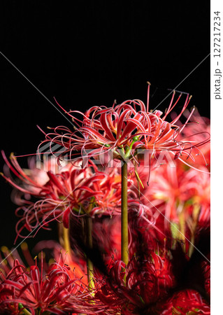 【花素材】彼岸花・黒バック【長野県】 127217234