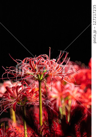 【花素材】彼岸花・黒バック【長野県】 127217235