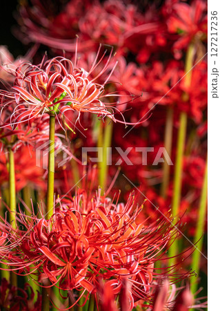 【花素材】彼岸花・黒バック【長野県】 127217236