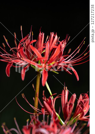 【花素材】彼岸花・黒バック【長野県】 127217238