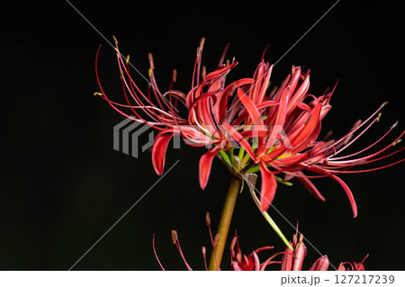 【花素材】彼岸花・黒バック【長野県】 127217239