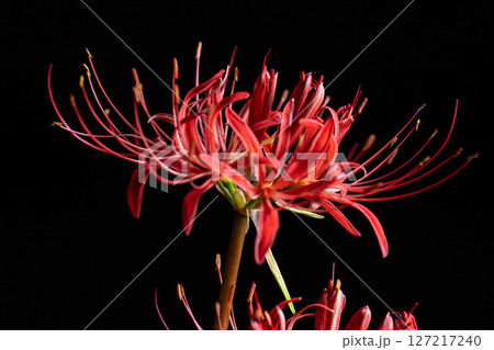 【花素材】彼岸花・黒バック【長野県】 【花素材】彼岸花・黒バック【長野県】 127217240