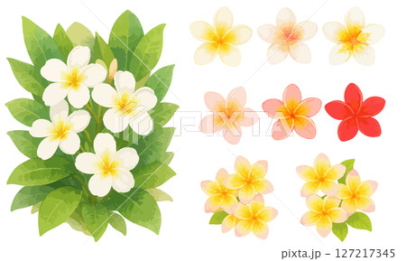 プルメリアのイラストセット｜南国風の花素材・トロピカル・リゾート 127217345