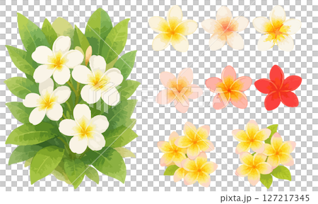 プルメリアのイラストセット｜南国風の花素材・トロピカル・リゾート 127217345