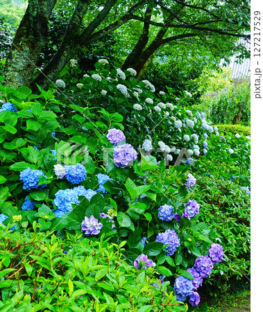 矢田寺 あじさい 奈良県 矢田寺 あじさい 奈良県 127217529
