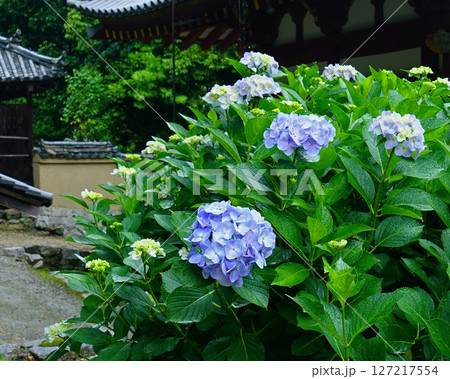 矢田寺 あじさい 奈良県 矢田寺 あじさい 奈良県 127217554