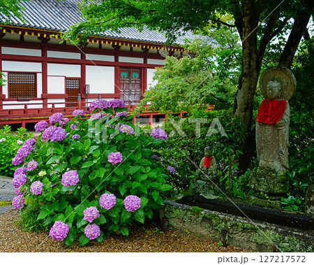 矢田寺 あじさい 奈良県 矢田寺 あじさい 奈良県 127217572