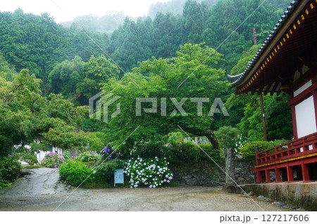 矢田寺 あじさい 奈良県 矢田寺 あじさい 奈良県 127217606