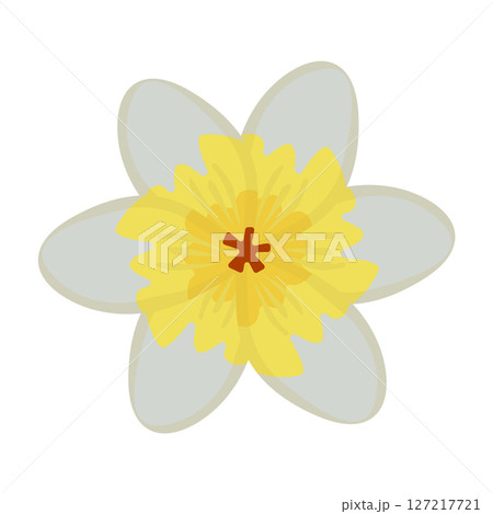 Single jasmine flower, colorful illustration Single jasmine flower, colorful illustration 127217721