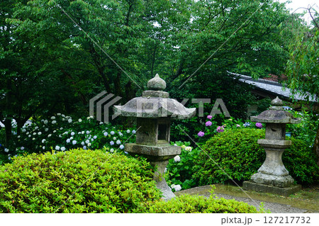 矢田寺　あじさい　奈良県 127217732