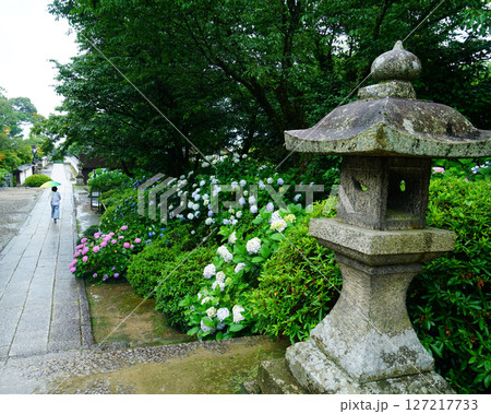 矢田寺　あじさい　奈良県 127217733