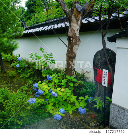 矢田寺　あじさい　奈良県 127217762