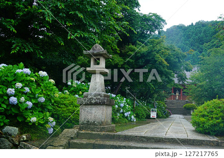 矢田寺 あじさい 奈良県 矢田寺 あじさい 奈良県 127217765
