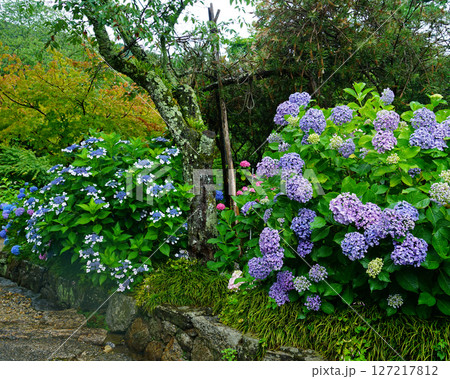 矢田寺　あじさい　奈良県 127217812