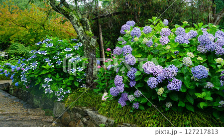矢田寺　あじさい　奈良県 127217813