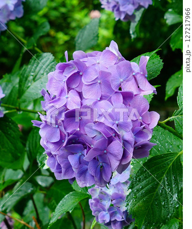 矢田寺　あじさい　奈良県 127217966