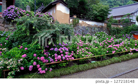 矢田寺　あじさい　奈良県 127218148