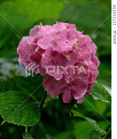 矢田寺　あじさい　奈良県 127218156