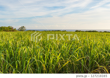 夕方のサトウキビ畑 127218165