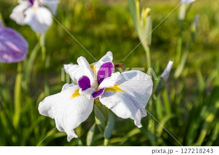 花粉を取るために菖蒲に寄ってきたミツバチ 127218243