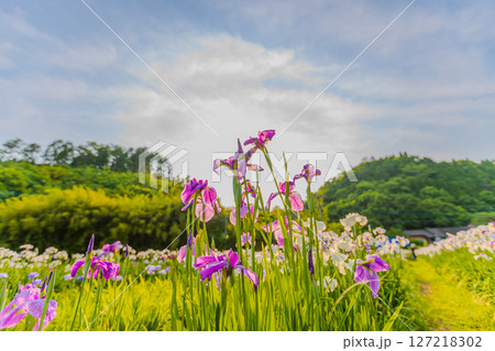 太陽と一緒に撮影したしょうぶ園の花 太陽と一緒に撮影したしょうぶ園の花 127218302