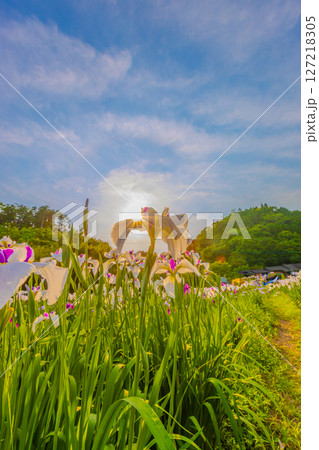 太陽と一緒に撮影したしょうぶ園の花 太陽と一緒に撮影したしょうぶ園の花 127218305
