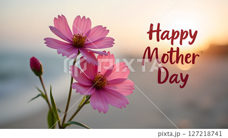 Beautiful pink cosmos flowers blooming at sunset for Happy Mother's Day greeting Beautiful pink cosmos flowers blooming at sunset for Happy Mother's Day greeting 127218741
