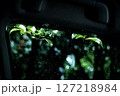 雨粒の車窓に移る緑の葉と静寂の時間 127218984