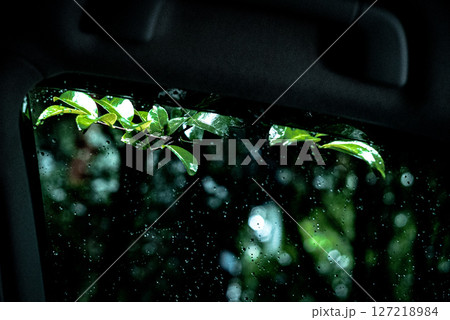 雨粒の車窓に移る緑の葉と静寂の時間 雨粒の車窓に移る緑の葉と静寂の時間 127218984