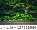 道路脇に咲く白いあじさいと深い緑の草木 127218986
