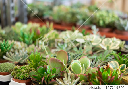 Succulents in pots on shelf in plant store 127219202