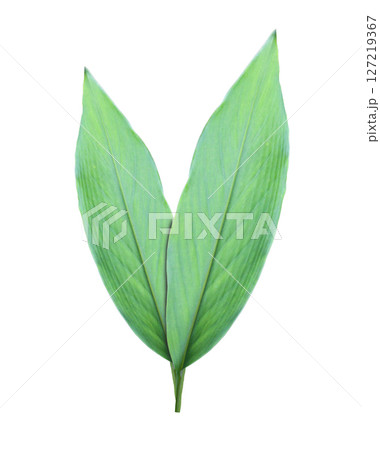 Green Leaves ohave isolated on white background and have clipping paths. 127219367