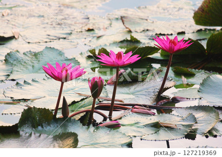 Vibrant Pink Lotus Flowers on Tranquil Water Surface Vibrant Pink Lotus Flowers on Tranquil Water Surface 127219369