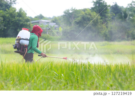 Farmer Spraying Pesticide in Rice Field 127219419