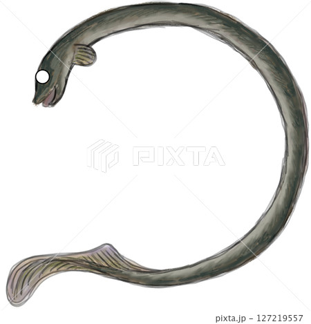 うなぎ うなぎ 127219557