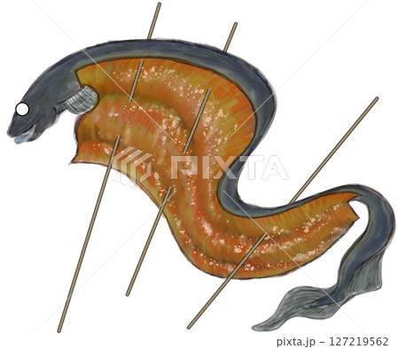 蒲焼き 蒲焼き 127219562