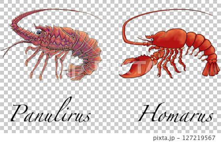 Spiny lobster & lobster Spiny lobster & lobster 127219567