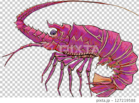 伊勢海老 伊勢海老 127219588