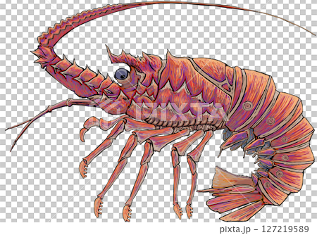 伊勢海老 伊勢海老 127219589