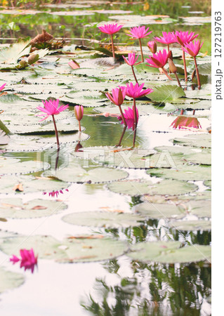 Serene Pink Water Lilies Floating on Calm Water. Serene Pink Water Lilies Floating on Calm Water. 127219763