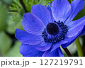 青いアネモネの花 127219791