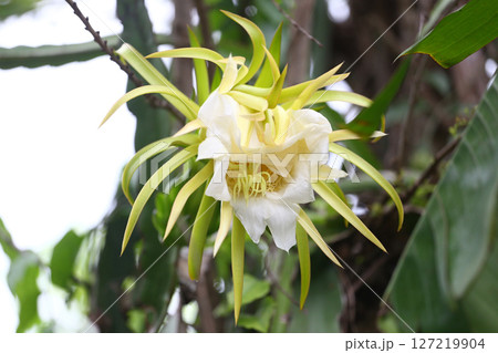 Stunning Dragon Fruit Flower in Bloom 127219904